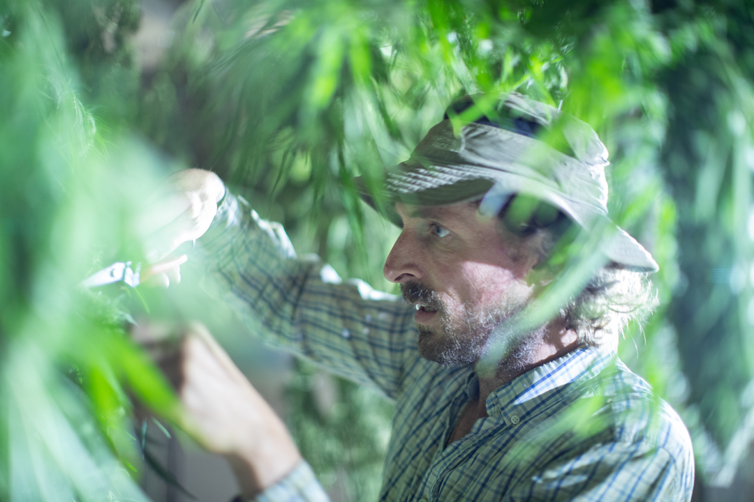 Un producteur de CBD en Savoie examine une plante de chanvre en pleine croissance dans un champ de culture locale. Il porte une chemise à carreaux et un chapeau de soleil, entouré de plantations de chanvre soutenues par des tuteurs en bois. L’environnement naturel et verdoyant reflète une production artisanale et responsable sous le climat savoyard.